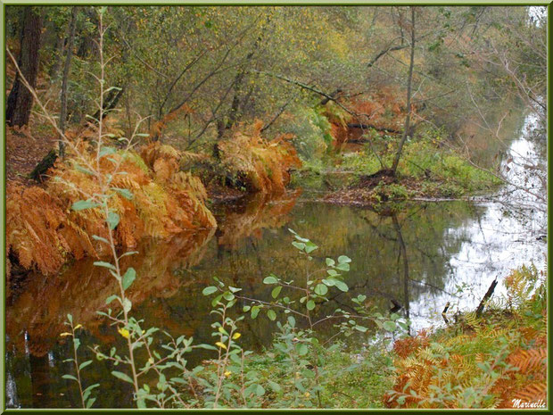 Végétation automnale et reflets en bordure du Canal des Landes au Parc de la Chêneraie à Gujan-Mestras (Bassin d'Arcachon)