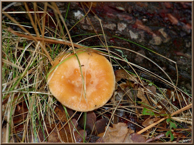 Lactaire à Lait Abondant en forêt sur le Bassin d'Arcachon