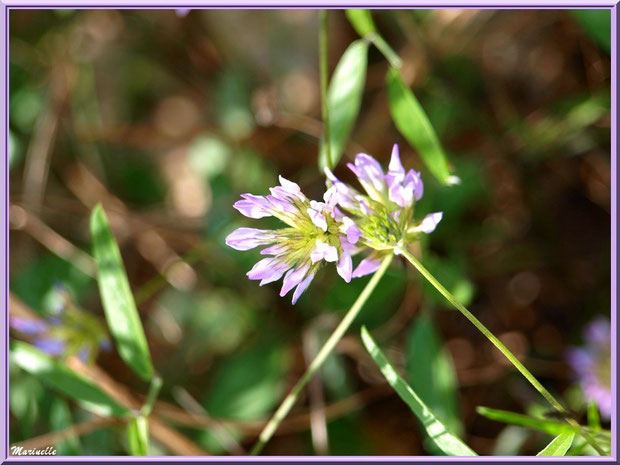 Fleurs de Trèfle en bordure du chemin menant à la chapelle Notre Dame de Beauregard, village d'Orgon, entre Alpilles et Lubéron (13)