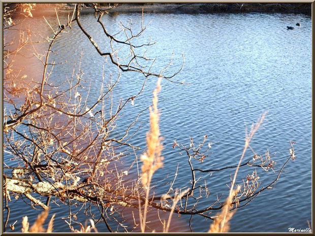 Chêne et roseaux en bordure d'un réservoir, Sentier du Littoral, secteur Port du Teich en longeant La Leyre, Le Teich, Bassin d'Arcachon (33)