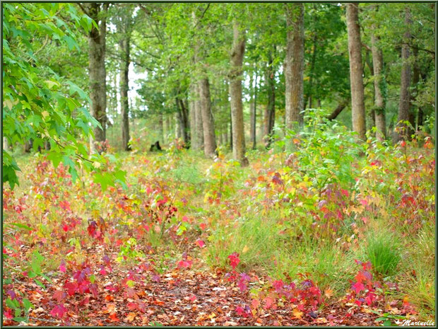 Chemin forestier aux couleurs automnales, forêt sur le Bassin d'Arcachon (33)