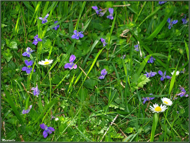 Tapis de Violettes et Pâquerettes à la Pisciculture des Sources à Laruns, Vallée d'Ossau (64) 