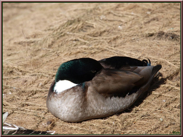 Canard Colvert au repos au Parc de la Chêneraie à Gujan-Mestras (Bassin d'Arcachon)