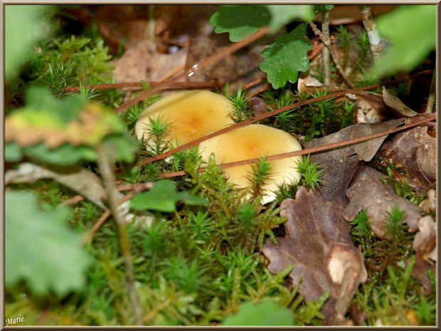 Hypholomes en Touffe cachés en forêt sur le Bassin d'Arcachon