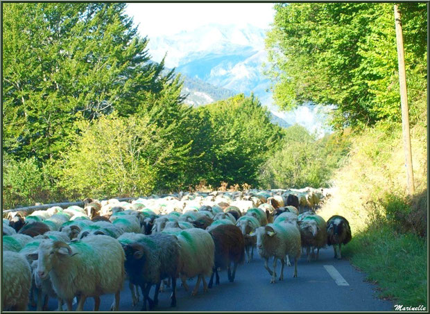 Troupeau de moutons sur une route en montée vers les alpages de Gourette, Vallée d'Ossau (64) 