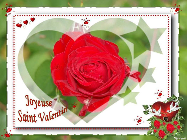 Saint Valentin, rose rouge