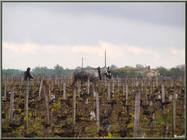 "Cheval des Vignes"au labour dans un vignoble à St Sulpice de Faleyrens (33) en avril 2012 