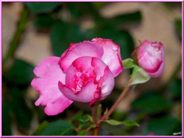 Roses roses en boutons à Saint Rémy de Provence, Alpilles (13)