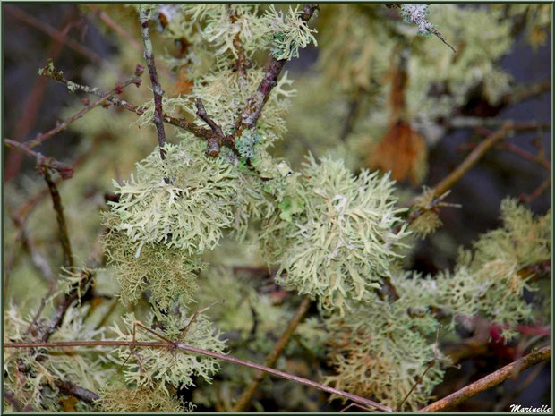 Mousse des Chênes ou Evernia Prunastri sur branche de chêne en forêt sur le Bassin d'Arcachon