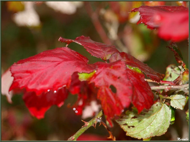 Feuilles de roncier après ondée au Parc de la Chêneraie à Gujan-Mestras (Bassin d'Arcachon)