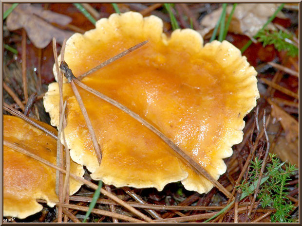 Gros plan sur Clitocybes Orangés en forêt sur le Bassin d'Arcachon