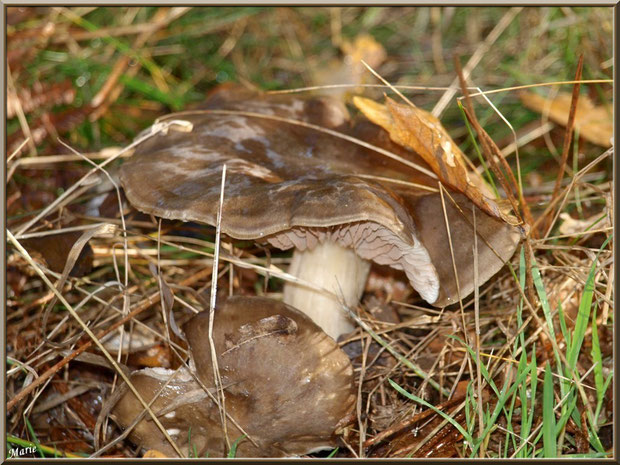 Tricholome Pessundatum en forêt du Bassin d'Arcachon