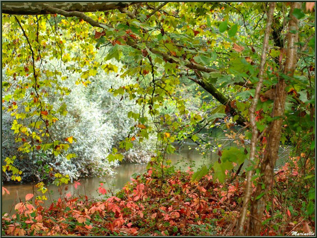 Bord de La Leyre en tenue automnale, Sentier du Littotal au lieu-dit Lamothe, Le Teich, Bassin d'Arcachon (33)