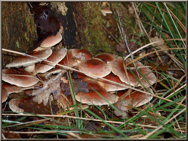 Hypholomes Couleur de Brique en forêt sur le Bassin d'Arcachon