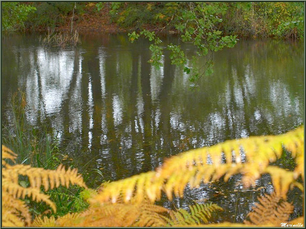 Végétation automnale et reflets sur le Canal des Landes au Parc de la Chêneraie à Gujan-Mestras (Bassin d'Arcachon)