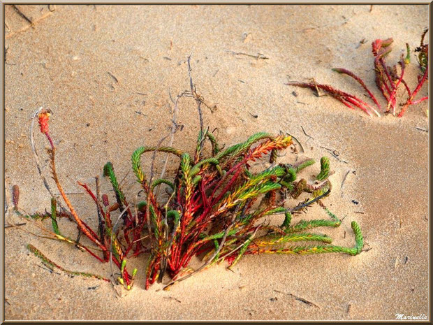 Euphorbe des Dunes ou Euphorbe Maritime ou Euphorbe des Sables ou Euphorbe du Soleil, flore Bassin d'Arcachon (33)