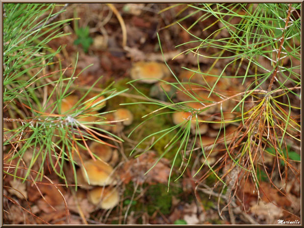 Branches de pin sur fond de champignons (hypholomes), forêt sur le Bassin d'Arcachon (33)