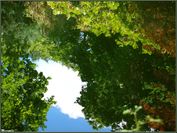 Reflets de la végétation sur le Petit Etang au bas de la Cascade - Les Jardins du Kerdalo à Trédarzec, Côtes d'Armor (22)  