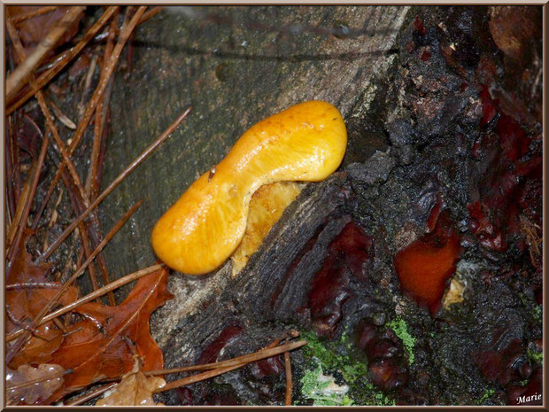 Gymnopile Remarquable ou Pholiote Remarquable en forêt sur le Bassin d'Arcachon