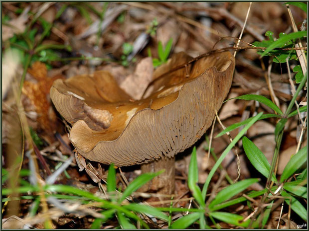 Champignon épanoui en forêt sur le Bassin d'Arcachon