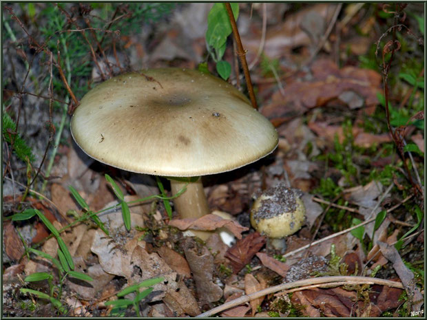 Amanite Phalloïde et son bébé en forêt sur le Bassin d'Arcachon