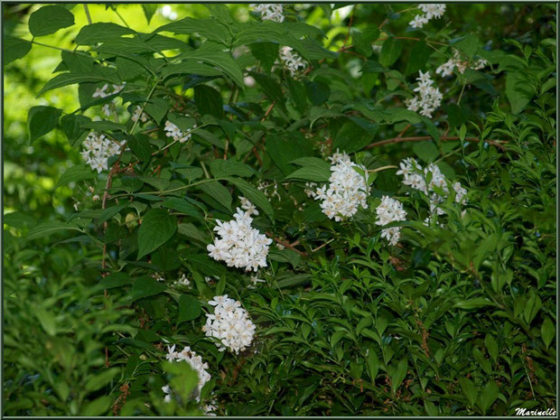 Le sentier de la Vallée du Bas et Choisya Ternata en fleurs - Les Jardins du Kerdalo à Trédarzec, Côtes d'Armor (22) 