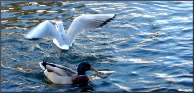 Mouette et canard Colvert dans le bassin à l'entrée du Parc de la Chêneraie à Gujan-Mestras (Bassin d'Arcachon)