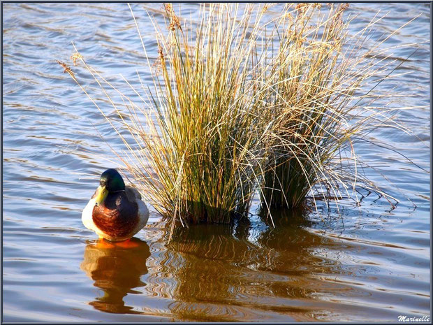 Canard Colvert au pied d'une touffe herbeuse dans un réservoir, Sentier du Littoral, secteur Domaine de Certes et Graveyron, Bassin d'Arcachon (33) 