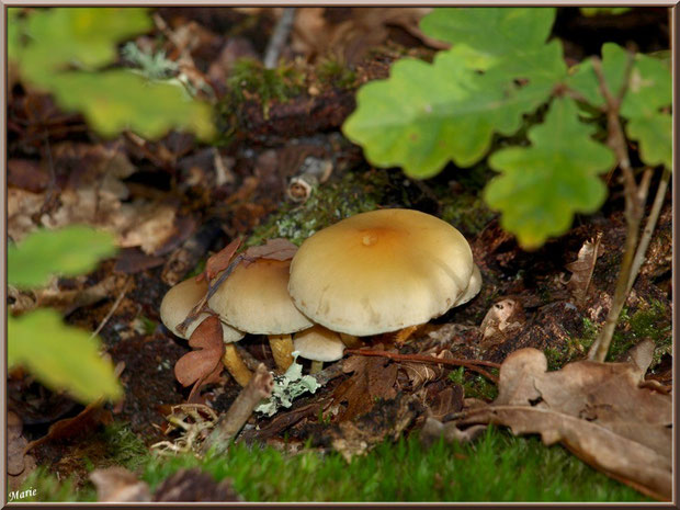 Hypholomes en Touffe parmi mousse et chêne en forêt sur le Bassin d'Arcachon