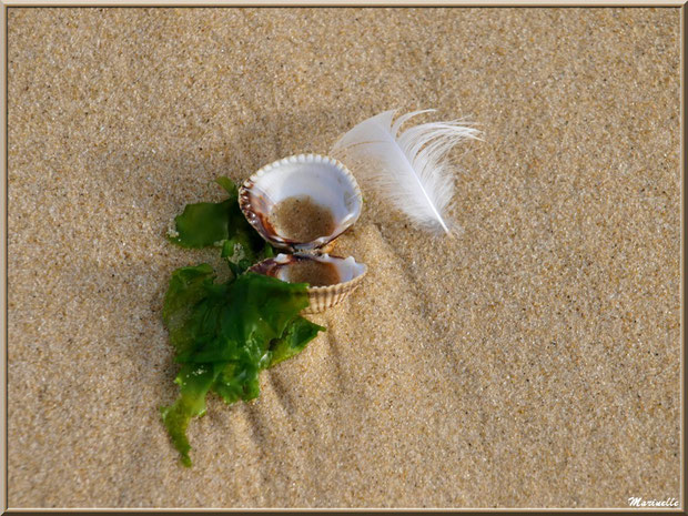 Oeuvre de Dame Nature sur la plage de Péreire à Arcachon (Bassin d'Arcachon)