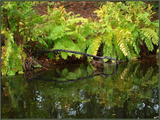 Fougères automnales et reflets sur le Canal des Landes au Parc de la Chêneraie à Gujan-Mestras (Bassin d'Arcachon)