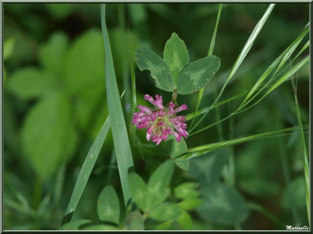 Trèfle des Prés ou Trifolium Pratense, flore sur le Bassin d'Arcachon (33)