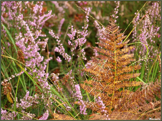 Méli mélo forestier : fougères et bruyère, forêt sur le Bassin d'Arcachon (33)