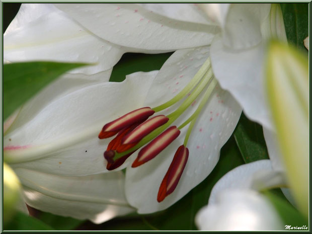 Coeur de Lys blanc, au jardin