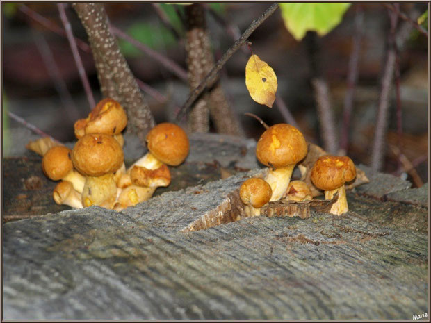 Jeunes Gymnopiles Remarquables ou Pholiotes Remarquables en forêt sur le Bassin d'Arcachon