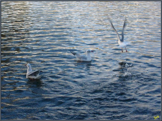 Mouettes dans le bassin à l'entrée du Parc de la Chêneraie à Gujan-Mestras (Bassin d'Arcachon)