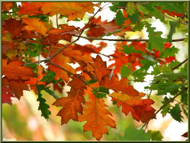 Feuilles de chêne automnal, forêt sur le Bassin d'Arcachon (33) 