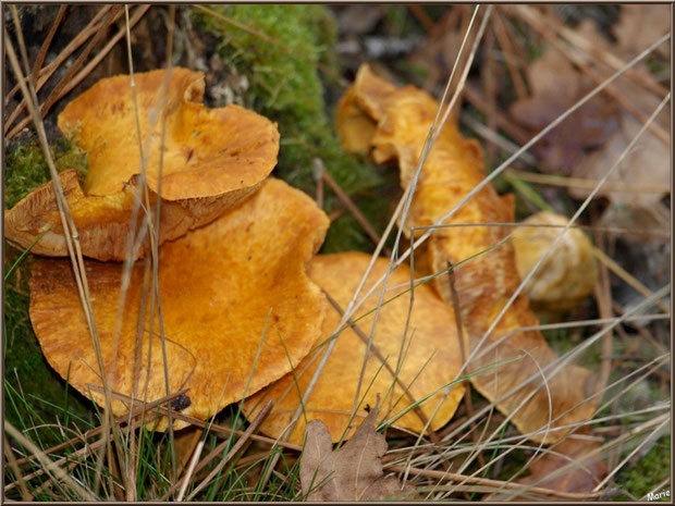 Gymnopiles Remarquables ou Pholiotes Remarquables épanouis en forêt sur le Bassin d'Arcachon