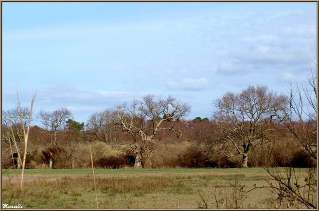 Végétation dans les pâturages, Sentier du Littoral secteur Pont Neuf, Le Teich, Bassin d'Arcachon (33)