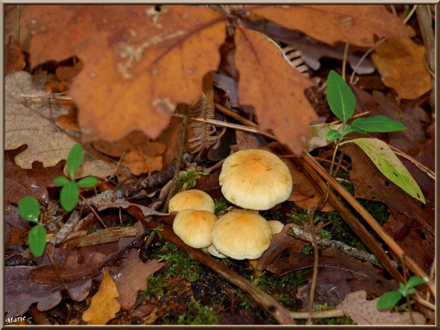Hypholomes en Touffe sous feuillage en forêt sur le Bassin d'Arcachon