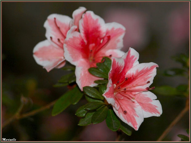 Azalée rose et blanche au jardin