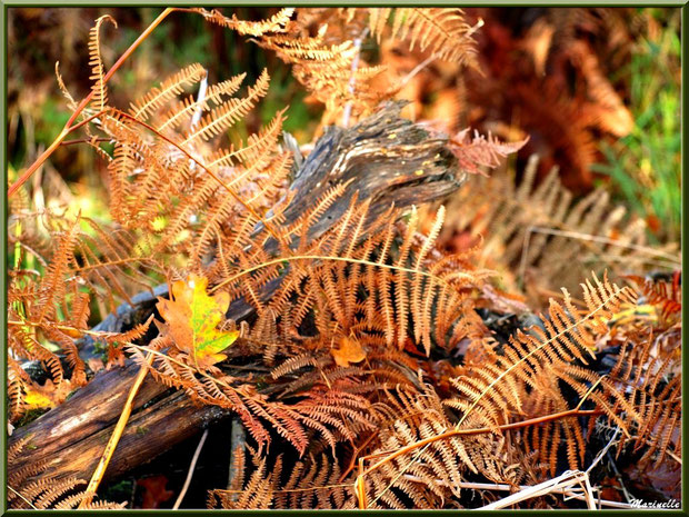 Fougères automnales sur tronc d'arbre mort et feuilles de chênes, en forêt sur le Bassin d'Arcachon (33)