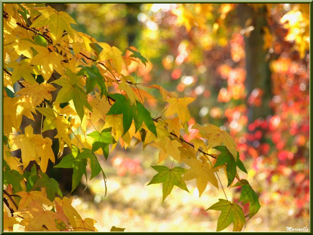 Feuilles de Liquidambar (ou Copalme d'Amérique) aux couleurs automnales, forêt sur le Bassin d'Arcachon (33)  