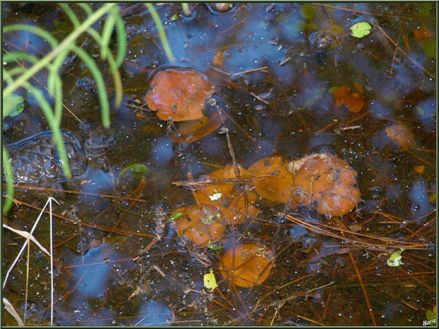 Lactaires "sous-marins" dans un fossé en forêt sur le Bassin d'Arcachon