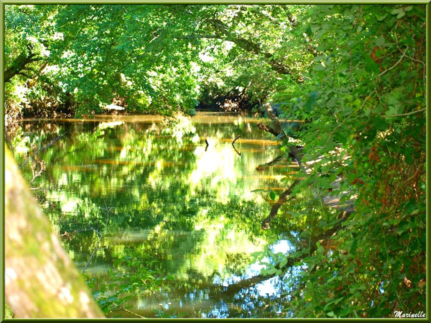 Verdoyance et reflets en bordure de La Leyre, Sentier du Littoral au lieu-dit Lamothe, Le Teich, Bassin d'Arcachon (33)  