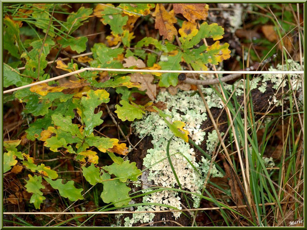 Lobaria Sublaevis parmi herbacées et feuilles de chêne automnales en forêt sur le Bassin d'Arcachon