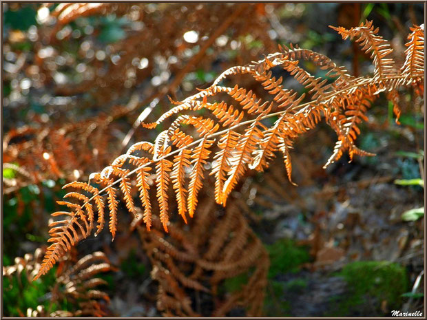 Fougère automnale au soleil en forêt sur le Bassin d'Arcachon (33) 