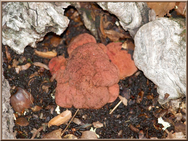 Champignon arboricole au creux d'un pied d'un chêne en forêt sur le Bassin d'Arcachon