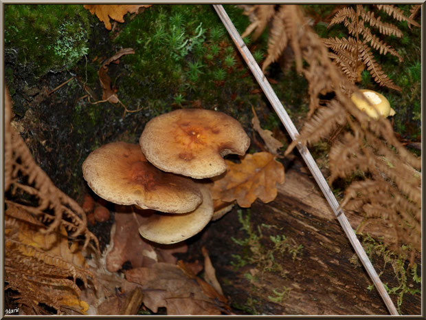 Hypholomes en Touffe entre mousse, fougères et feuilles de chêne en forêt sur le Bassin d'Arcachon
