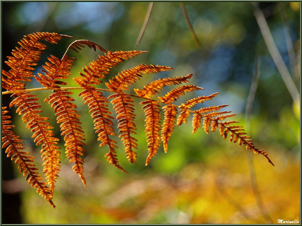 Fougère automnale flamboyante en forêt sur le Bassin d'Arcachon (33)